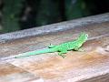 17a - Parc des Mamelles - Zoo 040